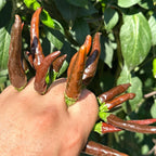 Variegated Chocolate  Space Chili Afterglow  Pepper Seeds -   20+ Pepper Seeds