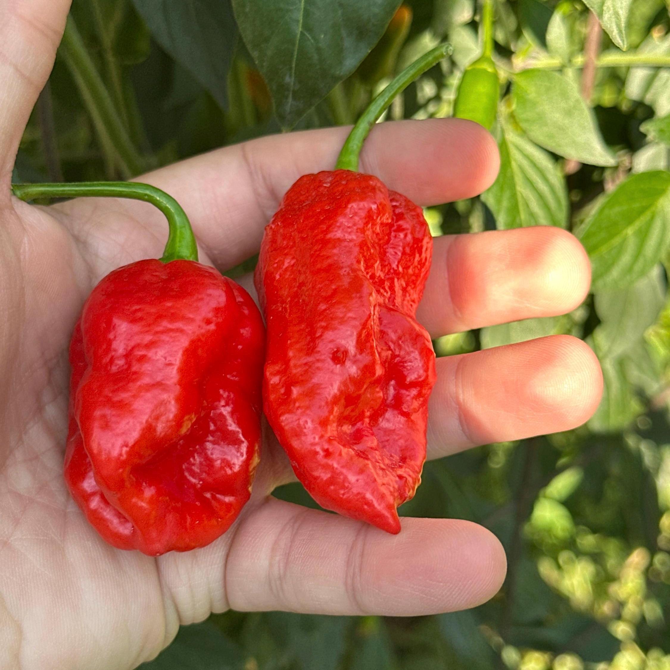 Jamaican Habanero Cross F3 Pepper Seeds - 20+ Hot Seeds