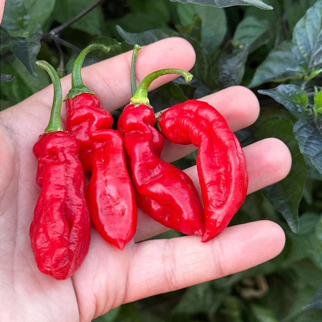 WHP 36 Red F3 Pepper Seeds -   20+ Hot Pepper Seeds