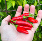 Purple StarrScream Cross Pepper Seeds - 20+ Pepper Seeds