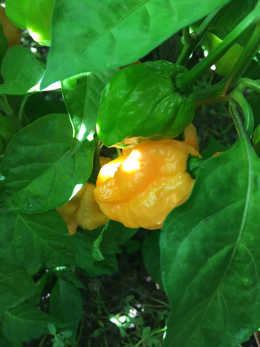 Yellow Moruga  Cross Pepper Seeds  -  20+ Hot Pepper Seeds