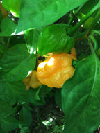 Yellow Moruga  Cross Pepper Seeds  -  20+ Hot Pepper Seeds