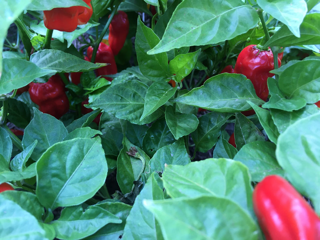 Red Habanero Cross Pepper Seeds - Super-Hot Variety (20+ Seeds)