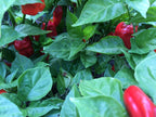 Red Habanero Cross Pepper Seeds - Super-Hot Variety (20+ Seeds)