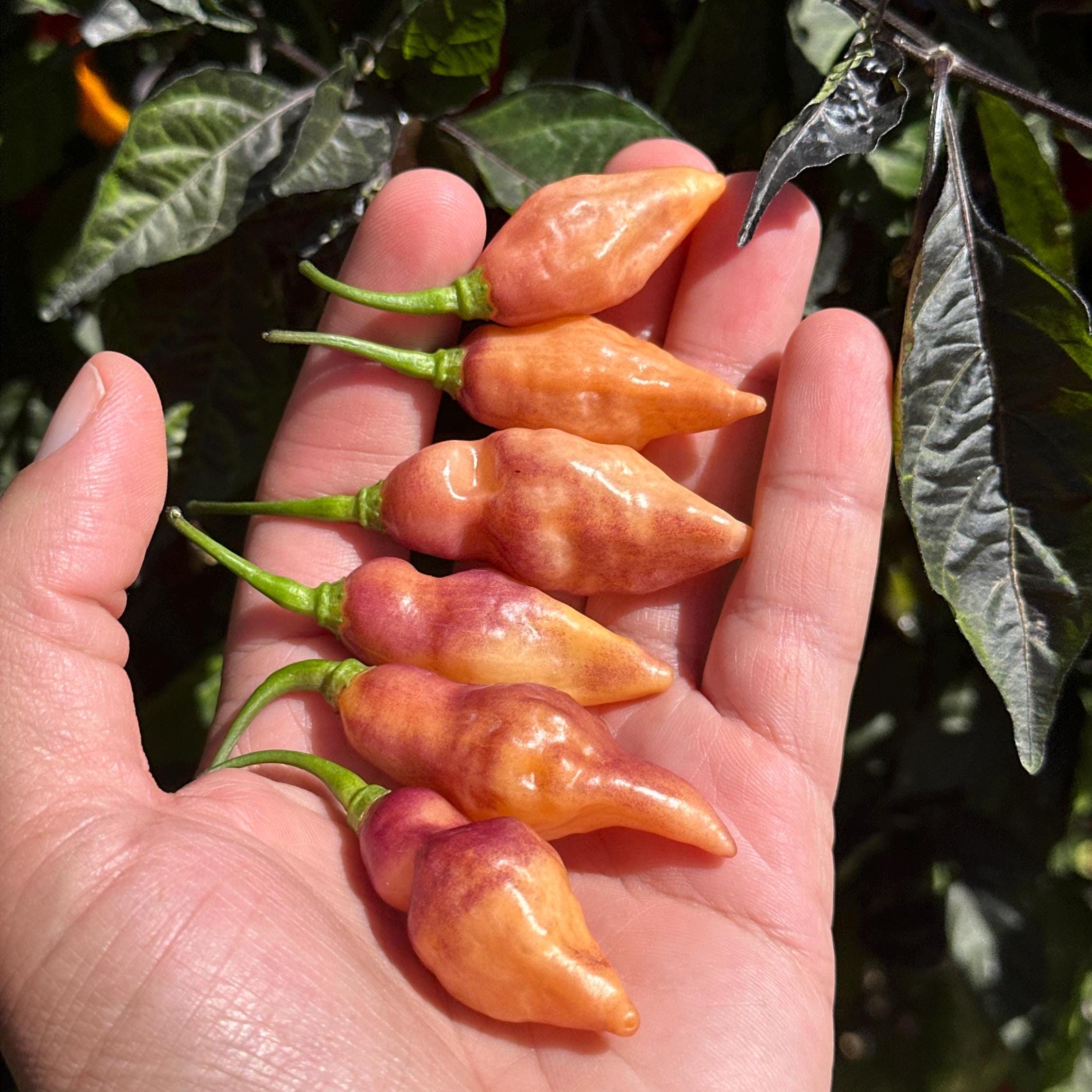 Amethyst Fire Pepper Seeds  -  20+ Pepper Seeds