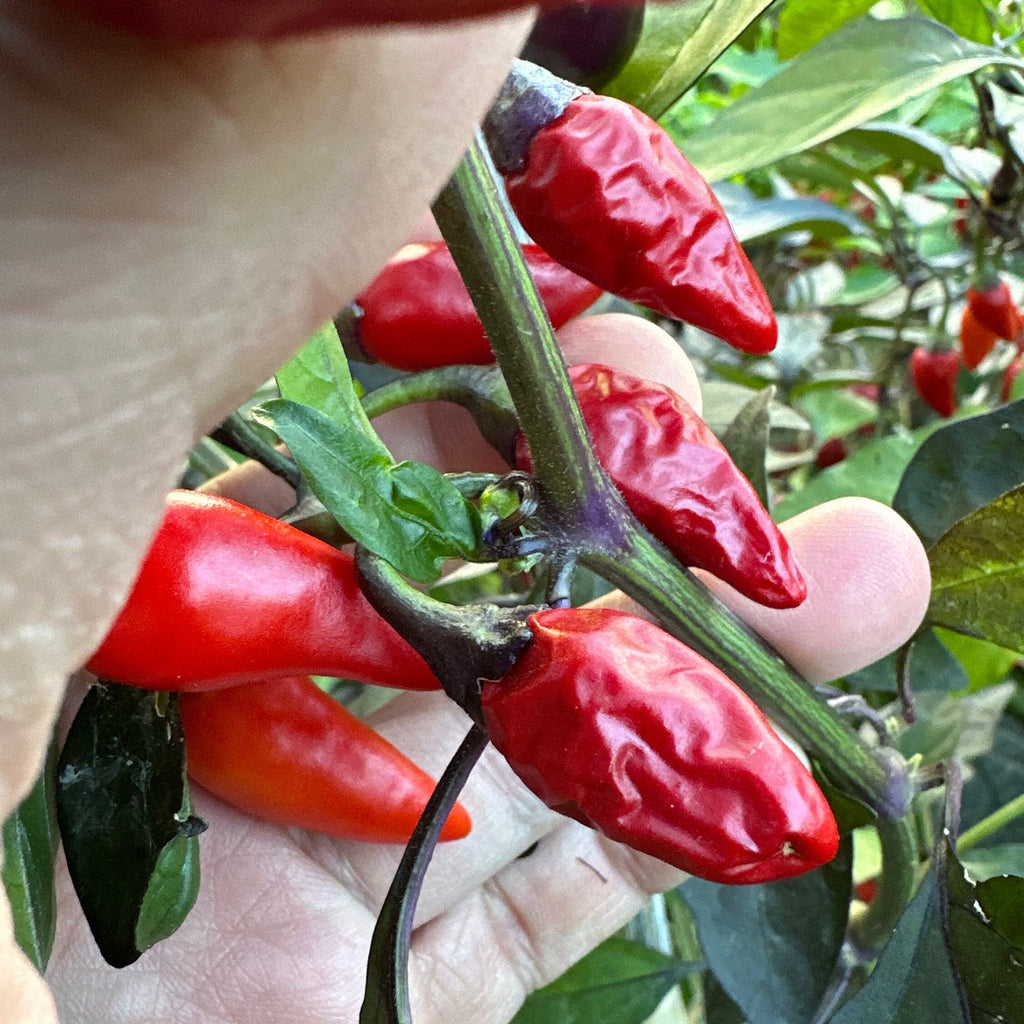 Purple NN Pepper Seeds: Colorful Peppers (20+ Seeds)