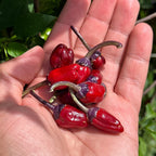 Black Tongue Scorpion Pepper -   20+ Pepper Seeds