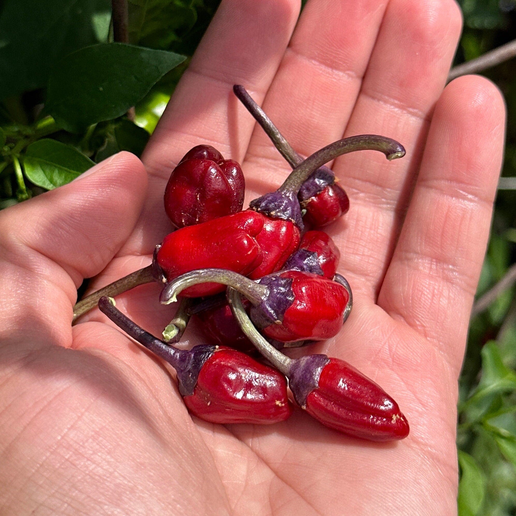 Black Tongue Scorpion Pepper -   20+ Pepper Seeds