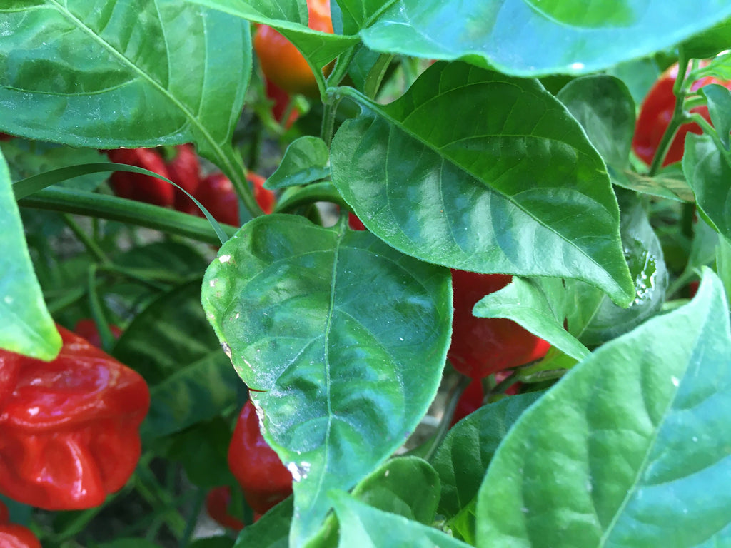 Red Habanero Cross Pepper Seeds - Super-Hot Variety (20+ Seeds)