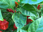 Red Habanero Cross Pepper Seeds - Super-Hot Variety (20+ Seeds)