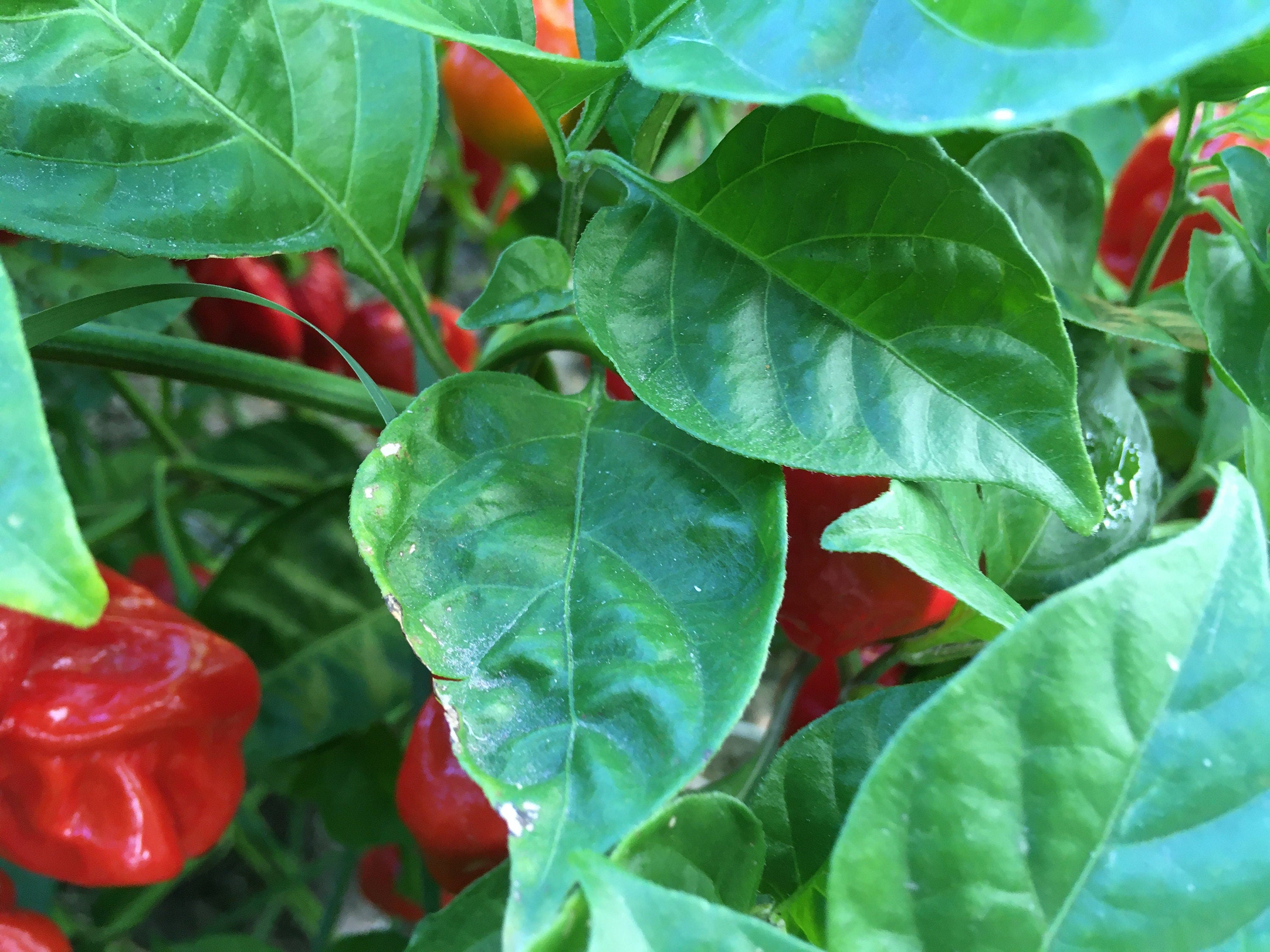 Red Habanero Cross Pepper Seeds - Super-Hot Variety (20+ Seeds)