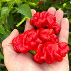 Zou-Pi Pepper Seeds - 20+ Hot Pepper Seeds