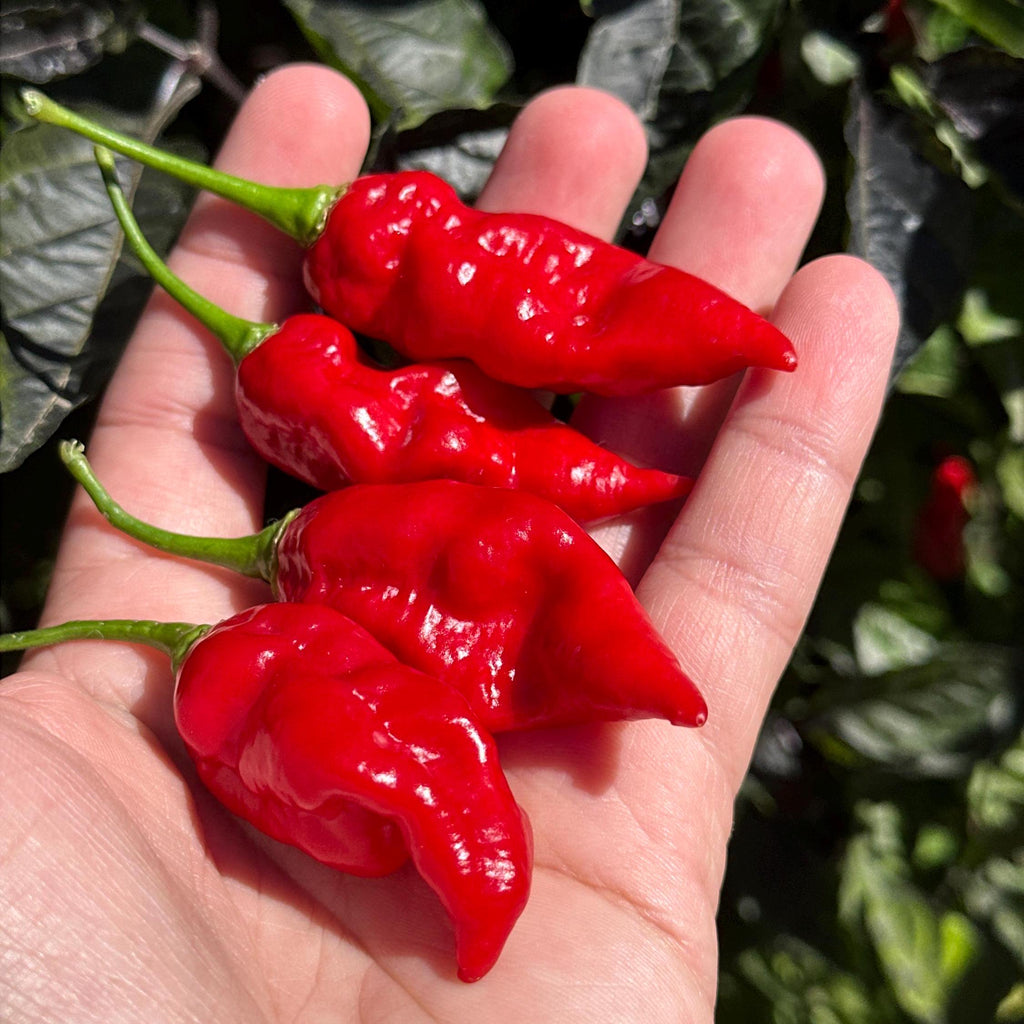 Fools Scorpion Cross Pepper Seeds -  20+ Pepper Seeds