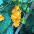 Aji Fantasy Orange -   20+ Pepper Seeds