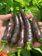 Chocolate Bananapeno  Pepper Seeds -   20+ Hot Pepper Seeds