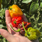 Mike’s Pepper Seeds Hand holding a variety of colorful peppers with green leaves in the background