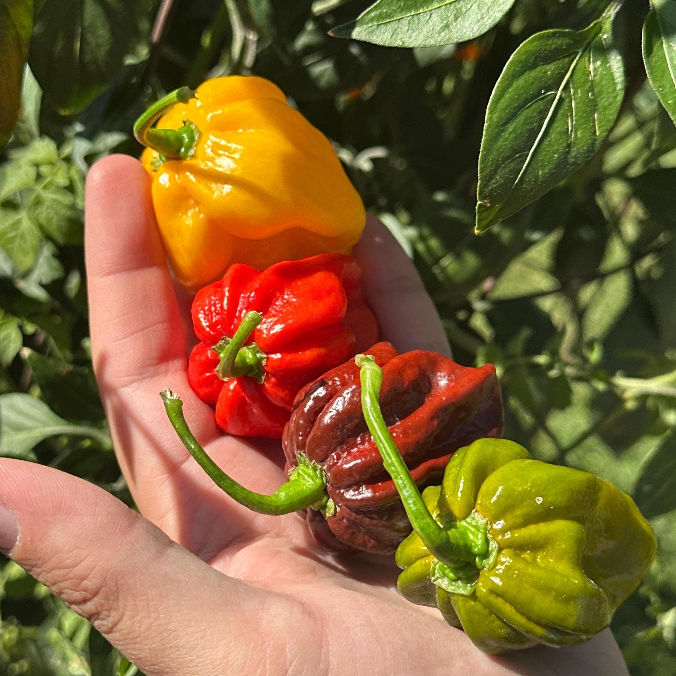 Mike’s Pepper Seeds Hand holding a variety of colorful peppers with green leaves in the background