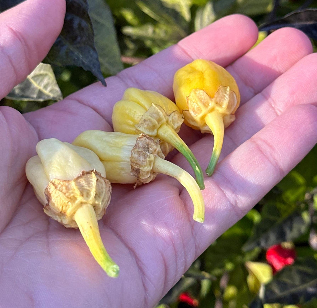 Mike’s Pepper Seeds  Hand holding yellow peppers with a blurred natural background