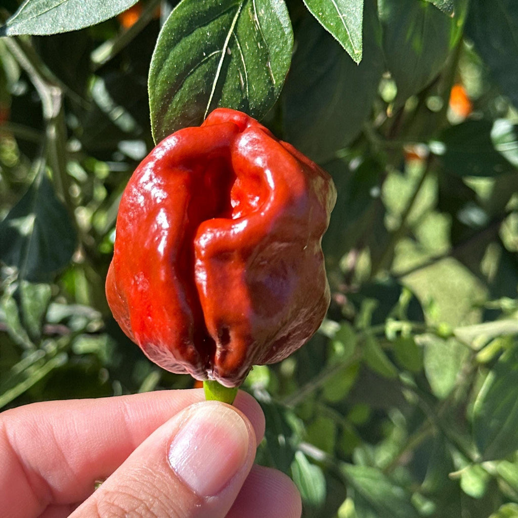 Mike’s Pepper Seeds Red hot pepper held by a hand with green leaves in the background