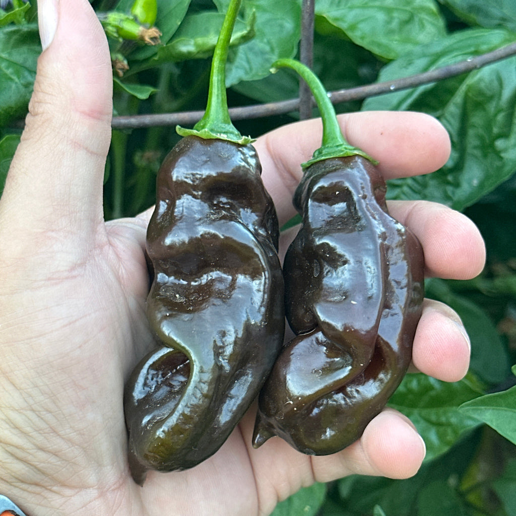 Two dark, wrinkled chili peppers with green stems held in a person's hand, with green leaves and branches in the background.