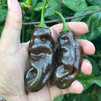 Two dark, wrinkled chili peppers with green stems held in a person's hand, with green leaves and branches in the background.