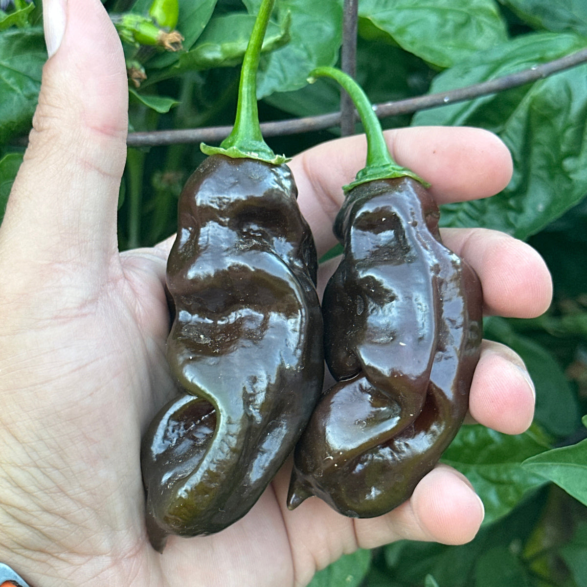 Two dark, wrinkled chili peppers with green stems held in a person's hand, with green leaves and branches in the background.