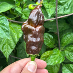 A wrinkled, dark brown chili pepper hanging from a green stem, held by a person's hand against a background of green leaves.