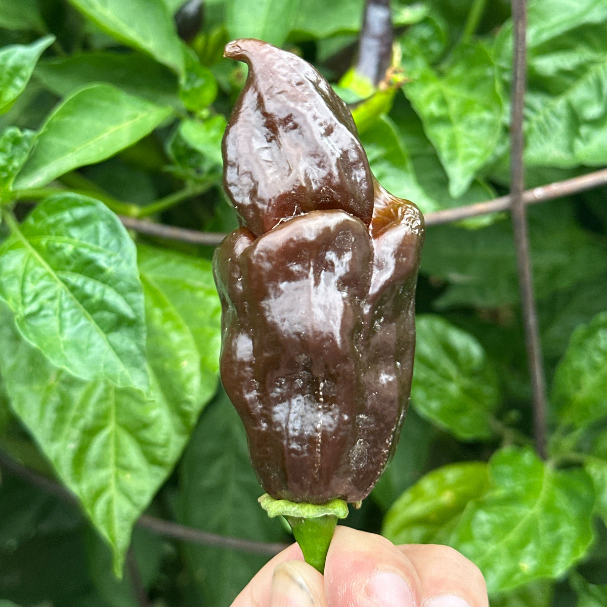 Chocolate 7 Pot Evergreen Long Cross F3 Pepper Seeds - 20+ Super-Hot Pepper Seeds