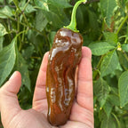 A hand holding a glossy, dark brown chili pepper with a green stem, set against a background of green foliage.