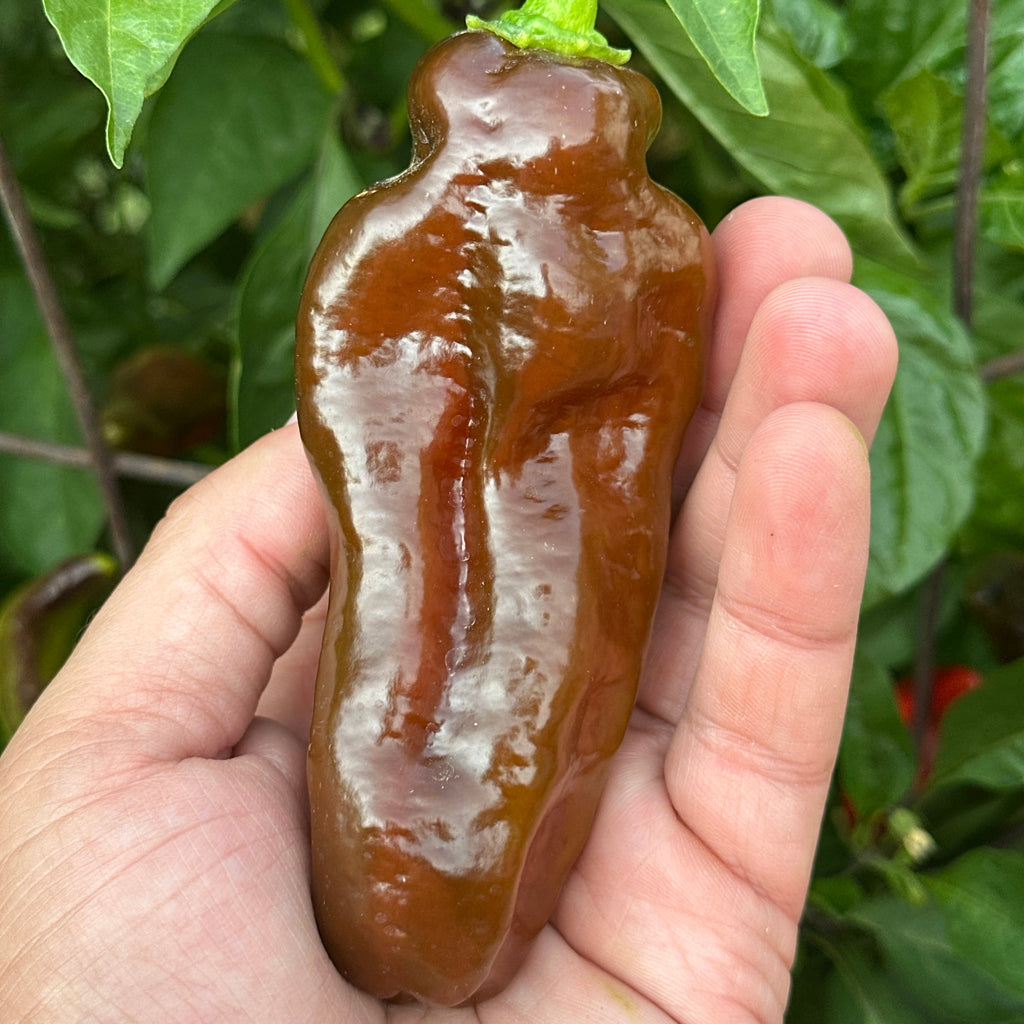 A wrinkled, glossy dark brown chili pepper with a green stem, held in a person's hand against a background of green plant leaves.