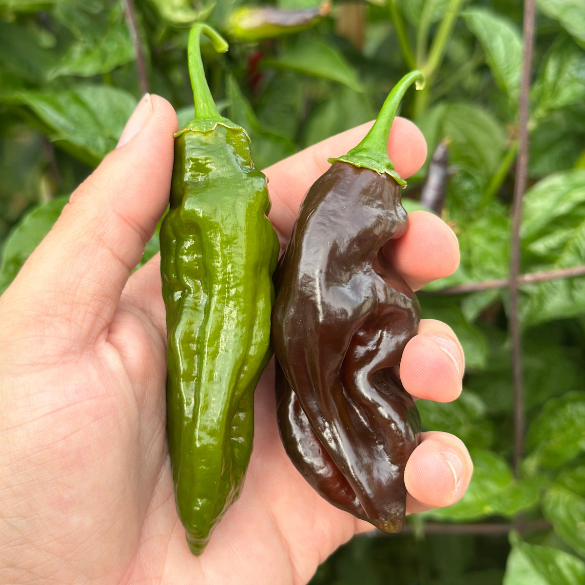 A hand holding two chili peppers in a garden setting: one bright green pepper and one dark brown pepper, with leafy plants blurred in the background.