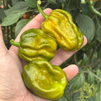  Mike’s Pepper Seeds Hand holding three green peppers with a blurred plant background