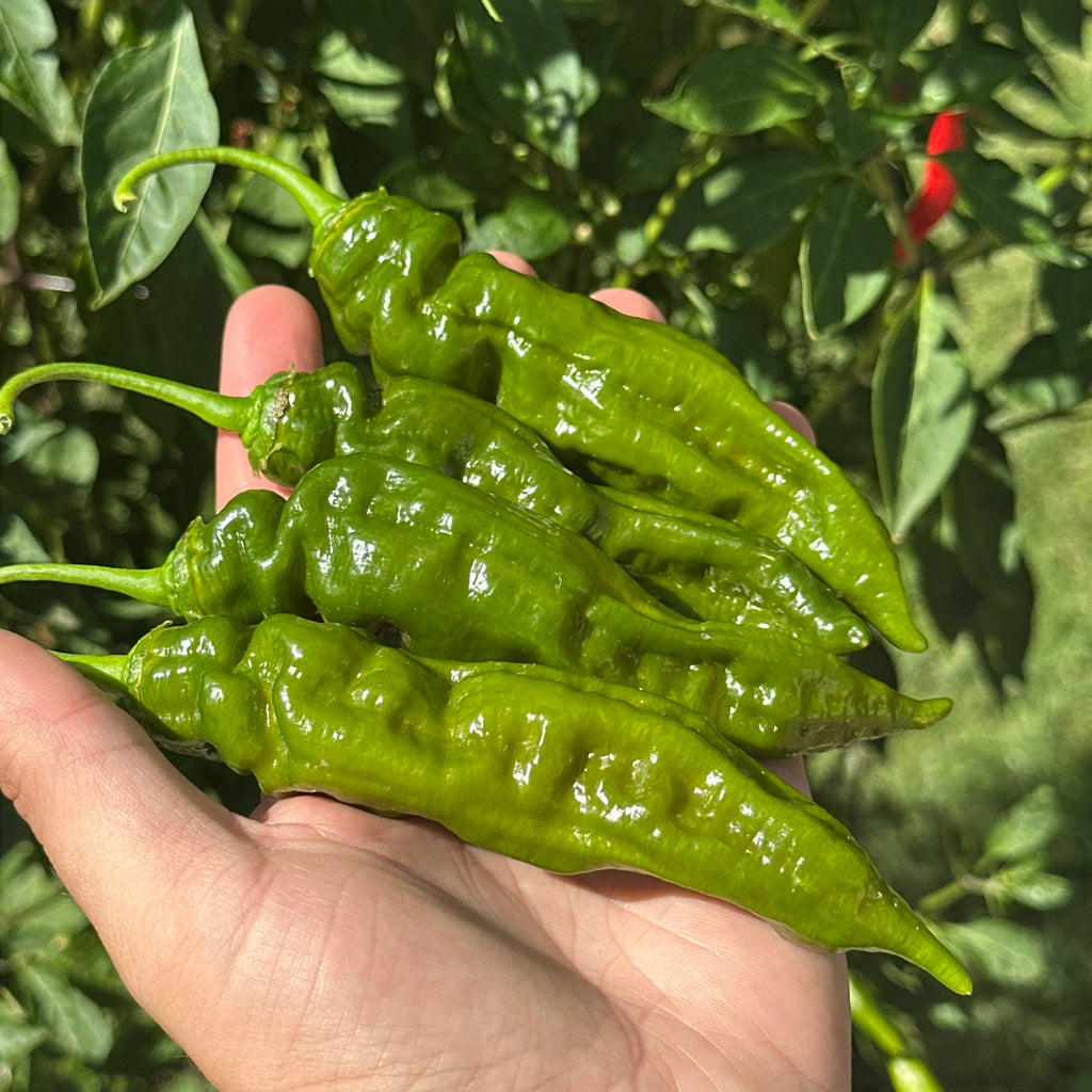 Four glossy green chili peppers held in a person's hand, with leafy green plants and a small red chili in the background.