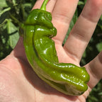 A single glossy green pepper held in a person's open hand outdoors, with leafy plants and a fly visible in the background.