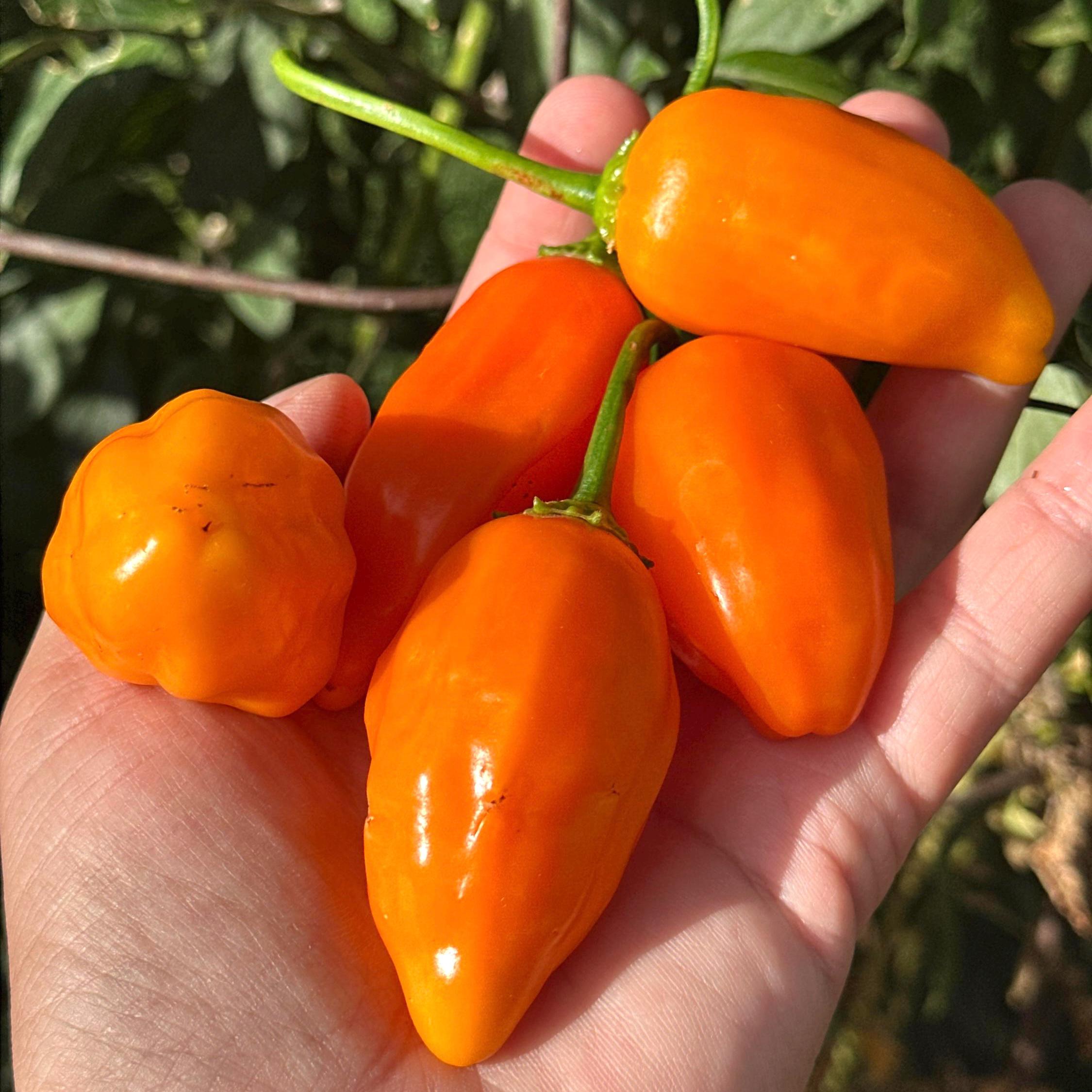 Jamy Pepper Seeds – Capsicum Baccatum (20+ Seeds)