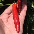Fat Cayenne PepperSeeds -   20+ Hot Pepper Seeds