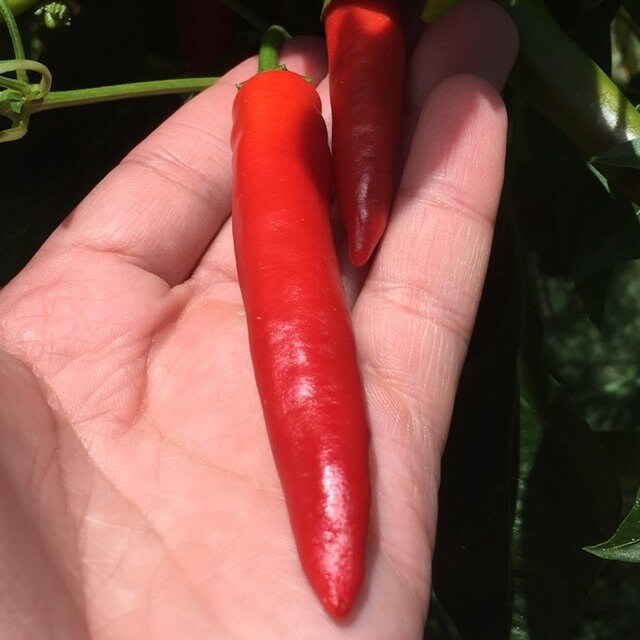 Fat Cayenne PepperSeeds -   20+ Hot Pepper Seeds