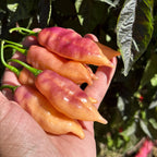 Amethyst Fire Pepper Seeds  -  20+ Pepper Seeds