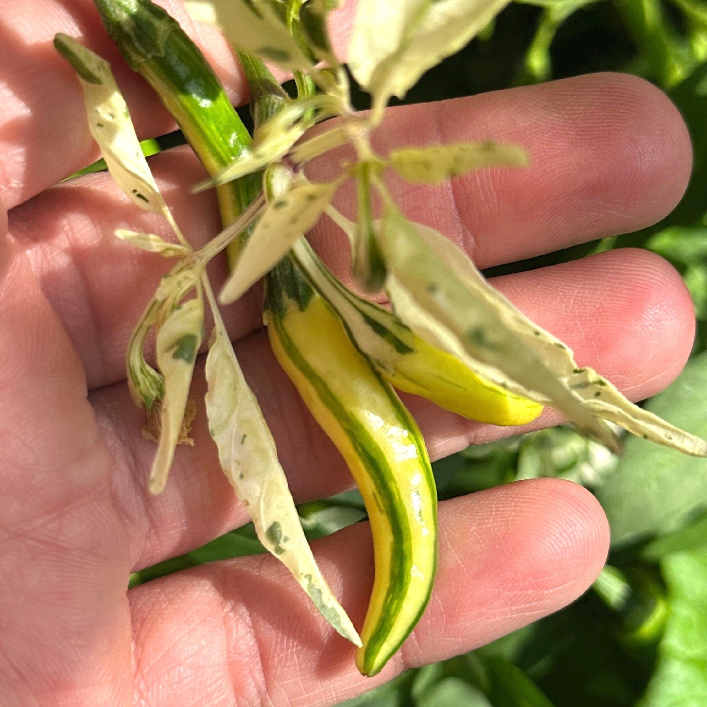 Variegated Chocolate  Space Chili Afterglow  Pepper Seeds -   20+ Pepper Seeds