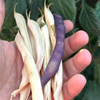 Dry Pole Bean Seeds- Mikes colorful mix, Pole bean Assortment- 25 + Seeds