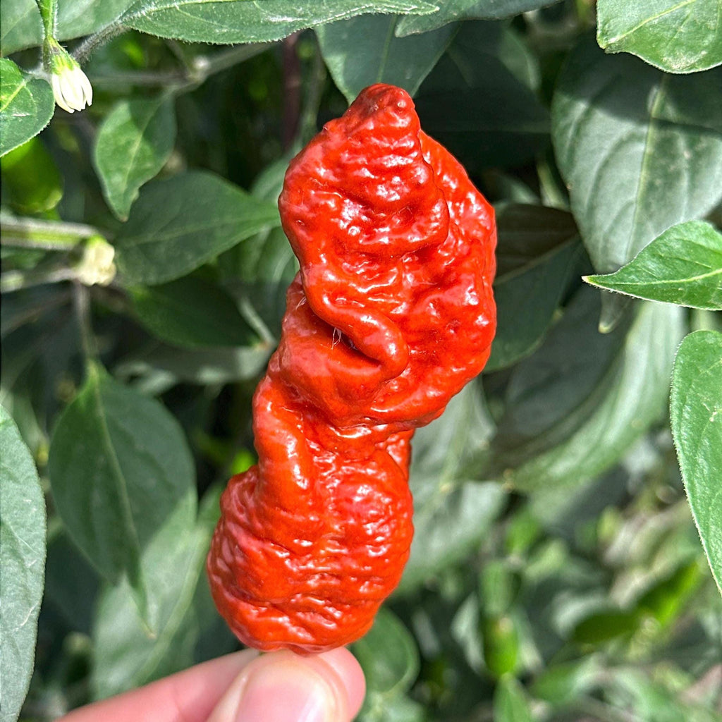 Svarog Chocolate F3 Pepper Seeds - 20+ Super Hot