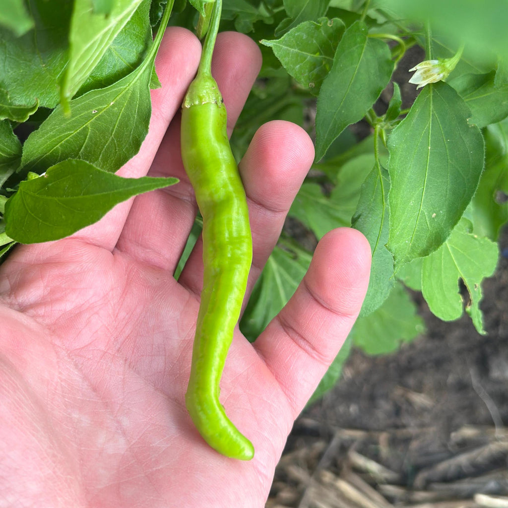 Red Long Baccatum Pepper Seeds – 20+ Open Pollinated Seeds