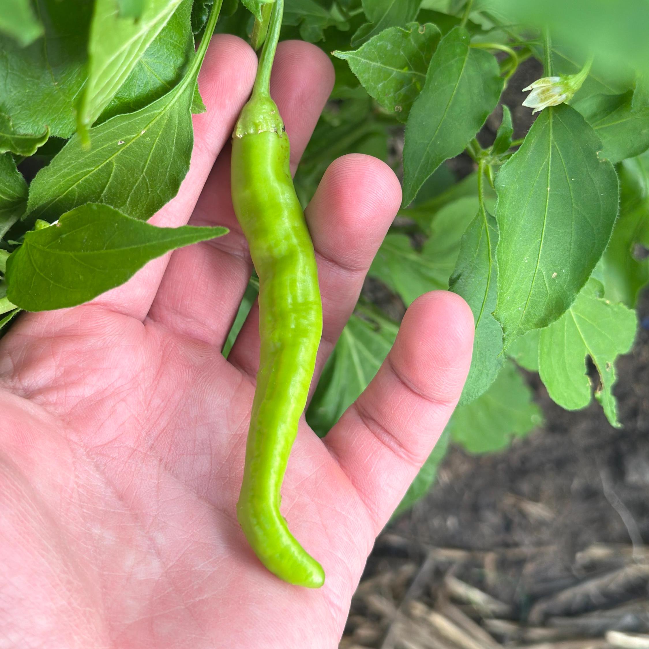 Red Long Baccatum Pepper Seeds – 20+ Open Pollinated Seeds