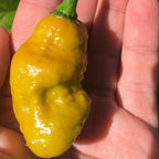 Mustard Carbonero Cross Pepper Seeds  -  20+ Hot Pepper Seeds