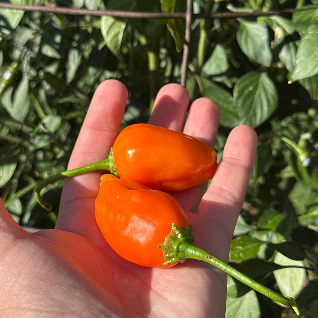 Jamy Pepper Seeds – Capsicum Baccatum (20+ Seeds)