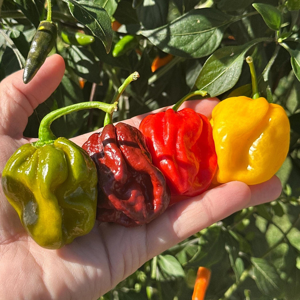 Mike’s Pepper Seeds Hand holding four colorful peppers (green, red, yellow) with a leafy background