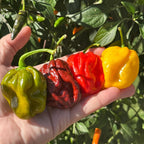 Mike’s Pepper Seeds Hand holding four colorful peppers (green, red, yellow) with a leafy background