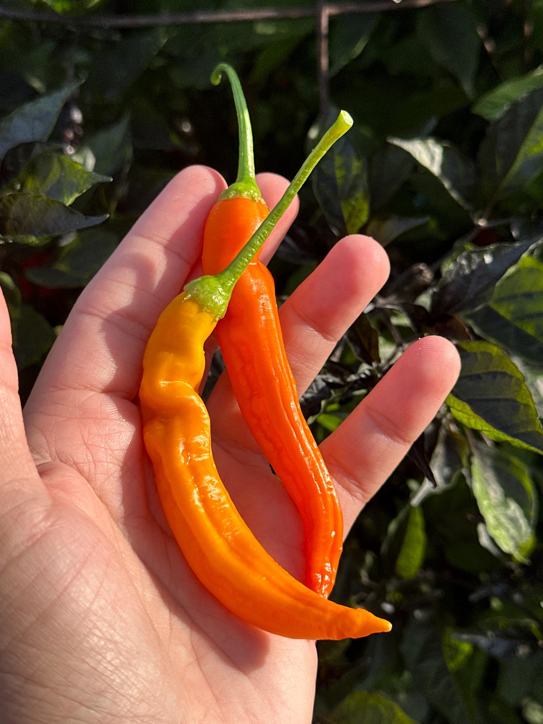 Sili-A-Top Pepper Seeds -   20+ Pepper Seeds