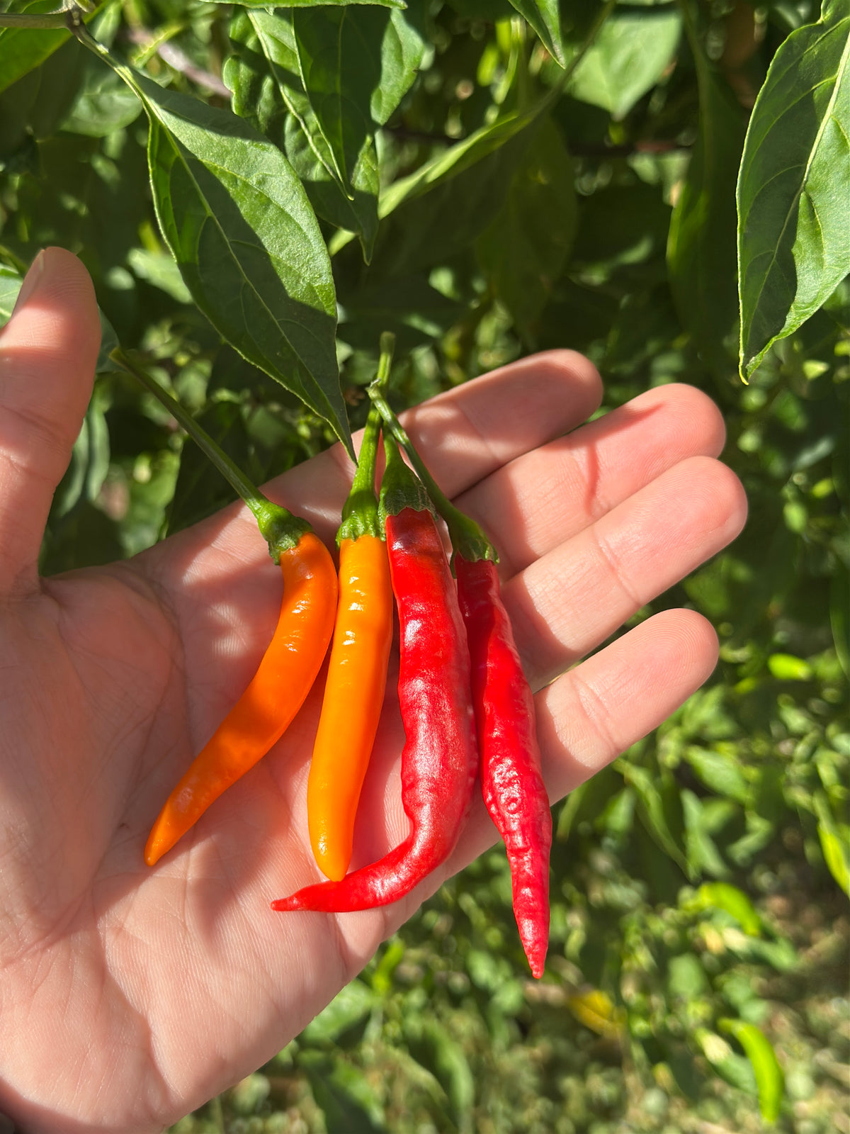 Tree Finger Red  F4  Pepper Seeds -   20+ Hot Pepper Seeds