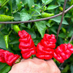 Zou-Pi Pepper Seeds - 20+ Hot Pepper Seeds